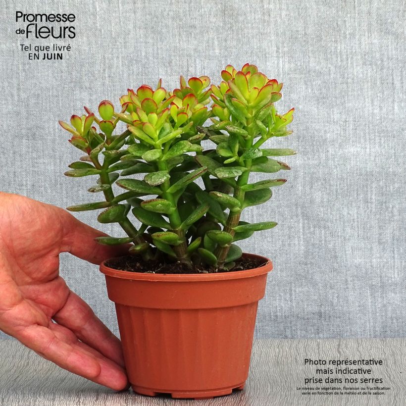 Exemplar von Crassula ovata Minor - Geldbaum Topf mit 1L/1,5L wie im Sommer geliefert
