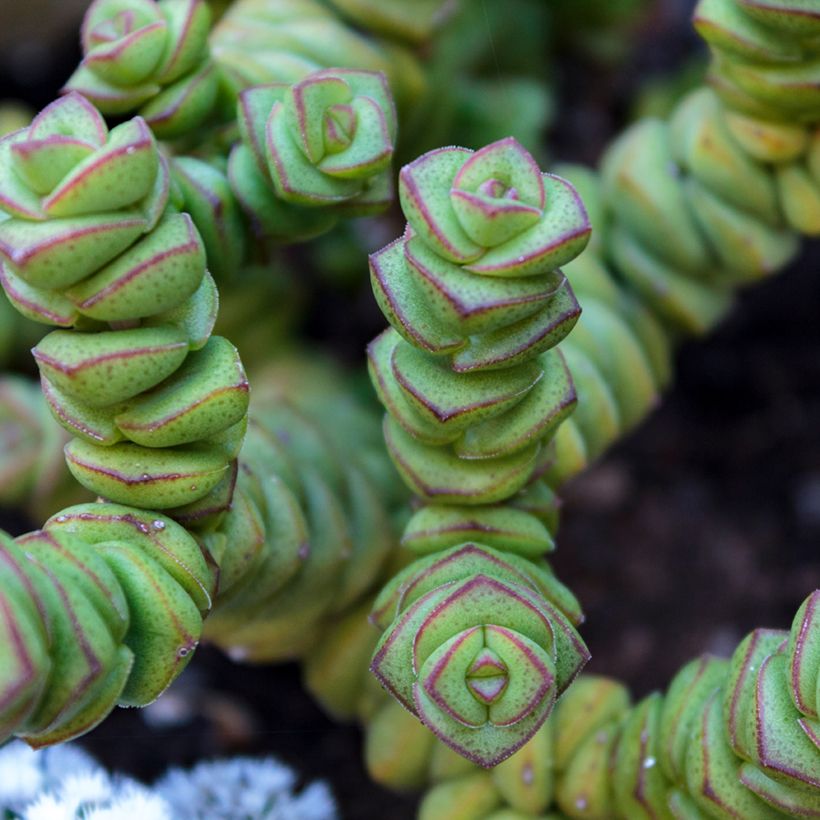 Crassula perforata - Dickblatt (Laub)