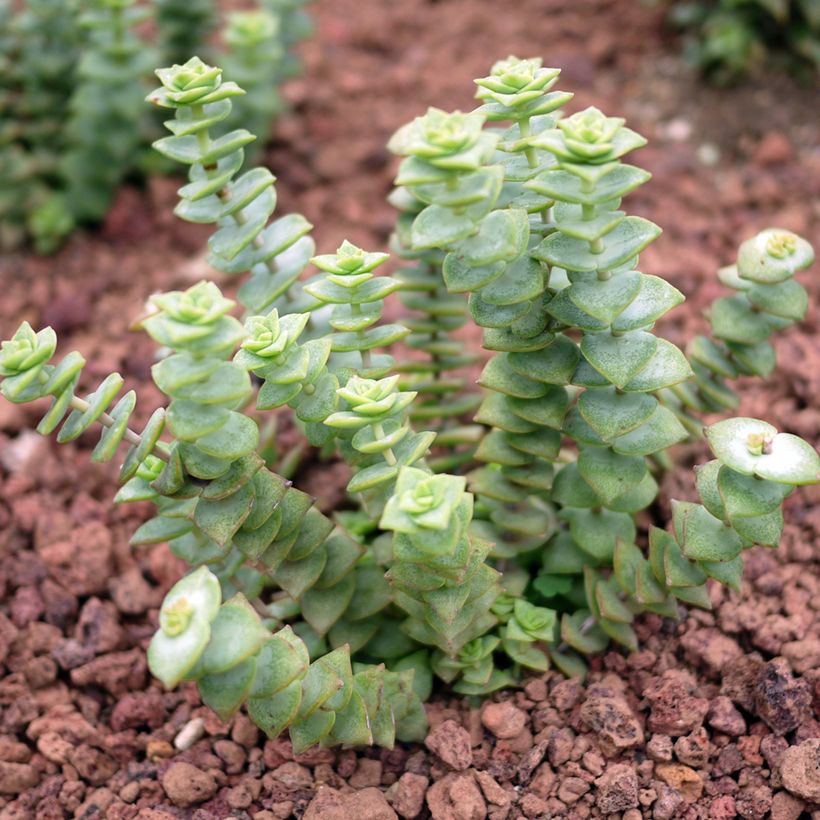 Crassula perforata - Dickblatt (Wuchs)