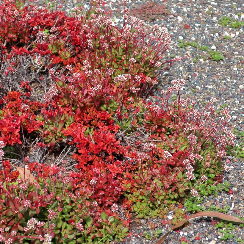 Crassula pubescens subsp. radicans Small Red - Dickblatt (Wuchs)