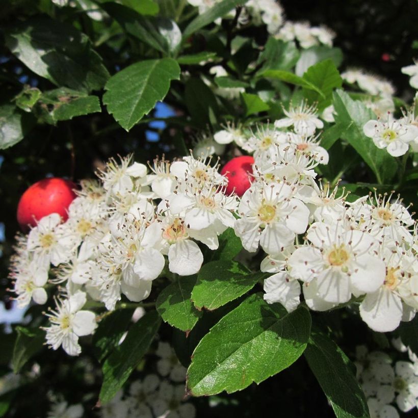 Crataegus grignonensis - Hahnendorn (Flowering)