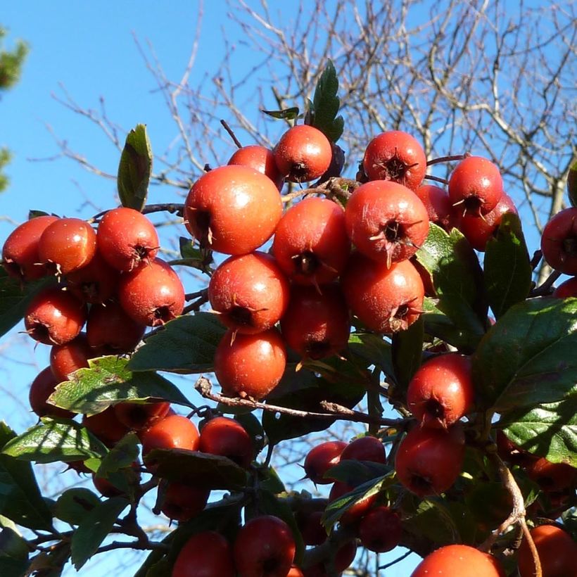Crataegus grignonensis - Hahnendorn (Harvest)