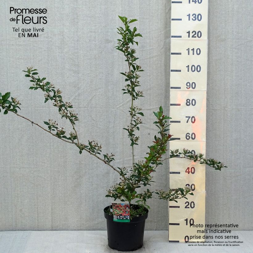 Example of Crataegus grignonensis - Hahnendorn Topf mit 7,5L/10L as you get in printemps
