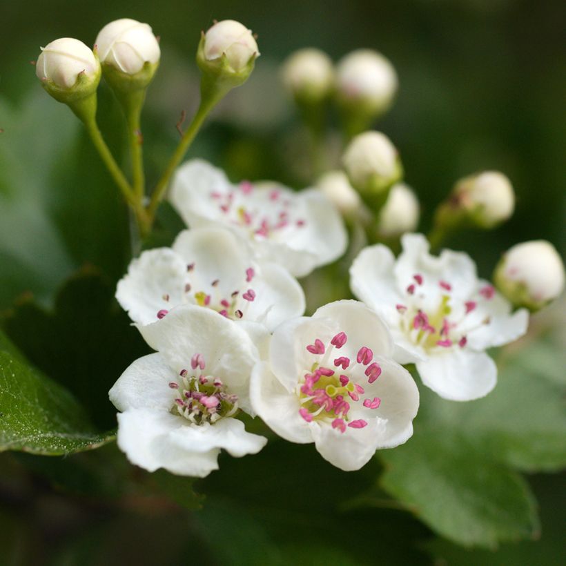 Crataegus laevigata - Zweigriffliger Weißdorn (Blüte)