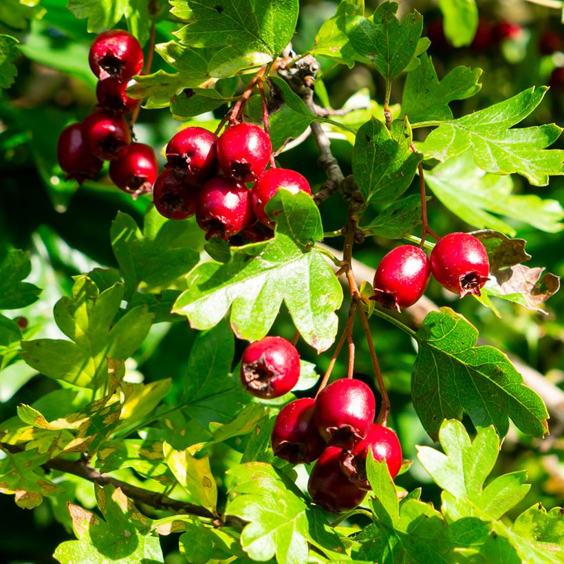 Crataegus laevigata - Zweigriffliger Weißdorn (Ernte)