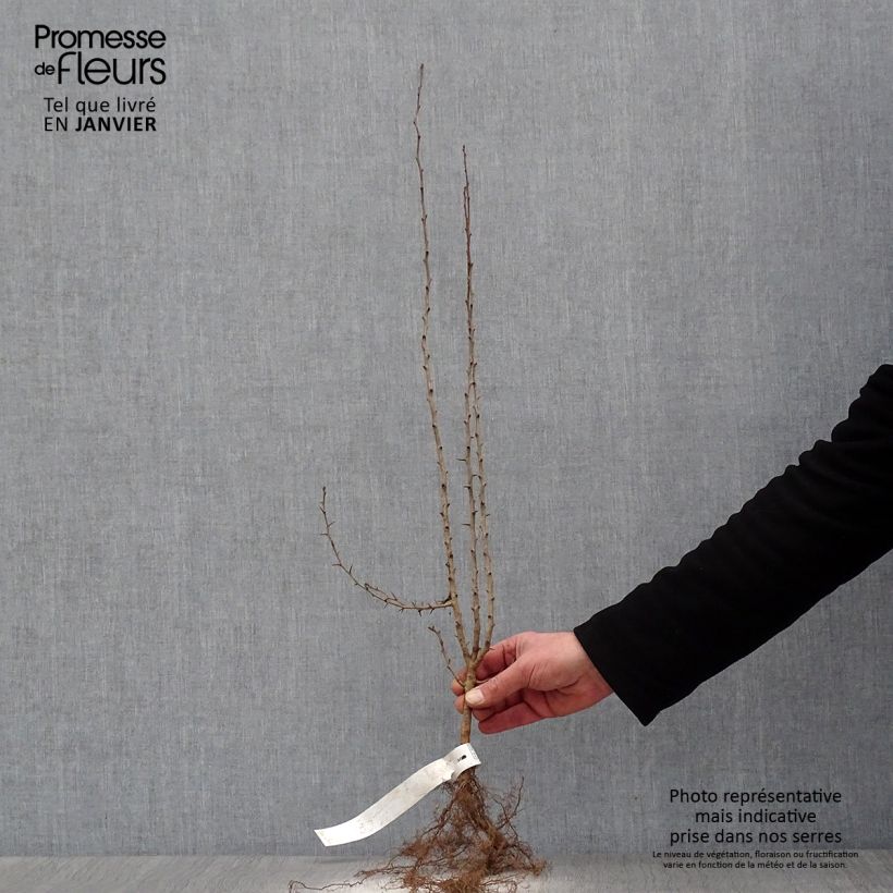 Exemplar von Crataegus laevigata - Zweigriffliger Weißdorn Wurzelnackt wie im Winter geliefert