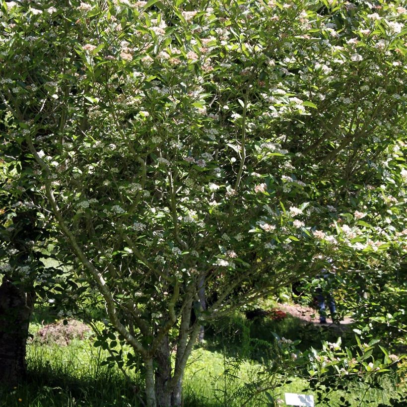 Crataegus lavallei Carrierei - Lederblättriger Weißdorn (Wuchs)