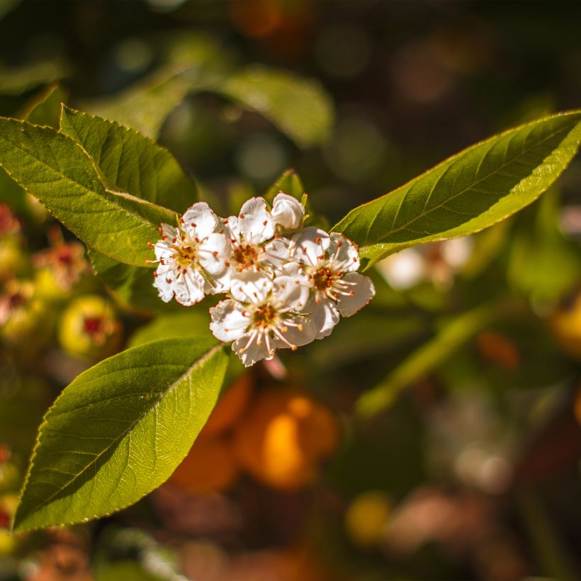 Mexikanischer Weißdorn - Crataegus mexicana (Blüte)
