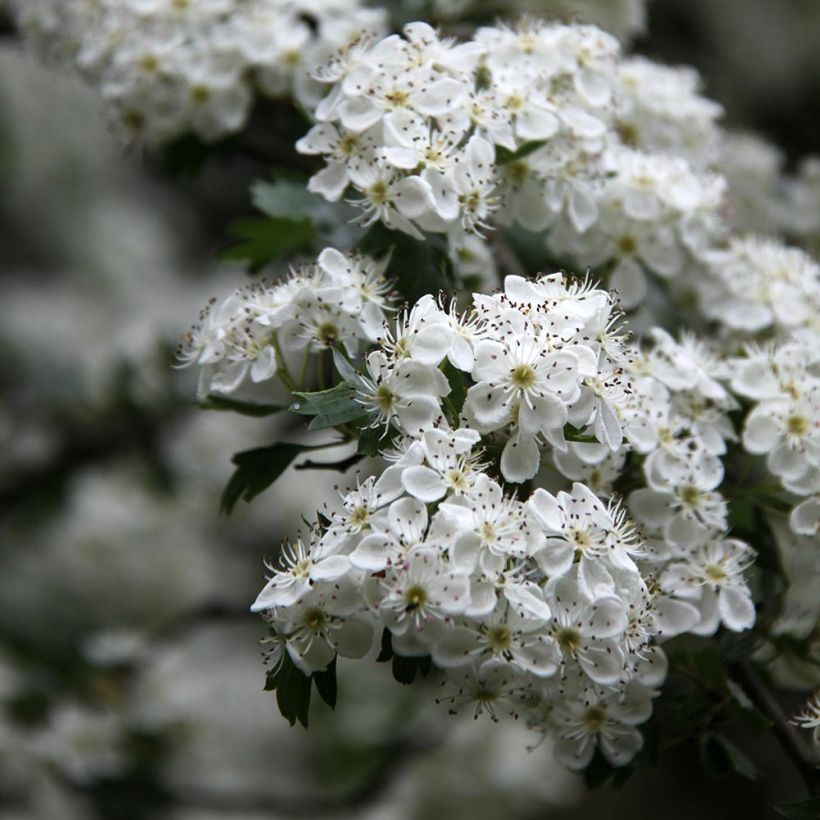 Crataegus monogyna Stricta - Eingriffliger Weißdorn (Flowering)