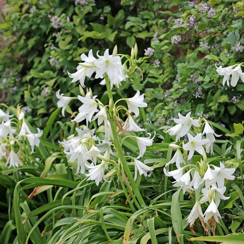 Crinum powellii Album - Hakenlilie (Wuchs)