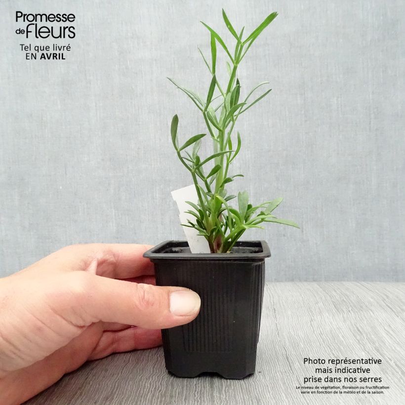 Example of Meerfenchel - Crithmum maritimum Kleine Töpfe von 8/9 cm as you get in printemps