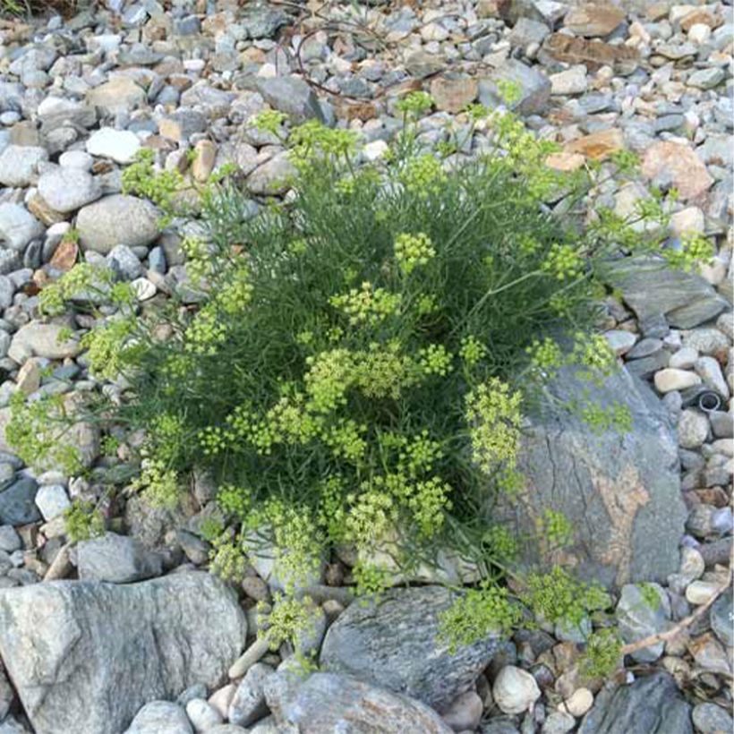 Meerfenchel - Crithmum maritimum (Plant habit)