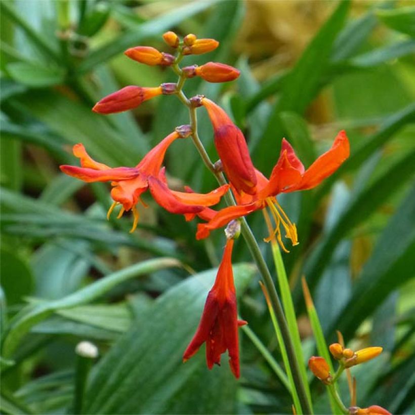 Montbretie Babylon - Crocosmia (Flowering)