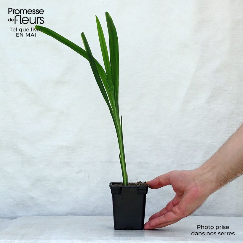 Exemplar von Montbretie Carmine Brillant - Crocosmia Kleine Töpfe von 7/8 cm wie im Frühjahr geliefert