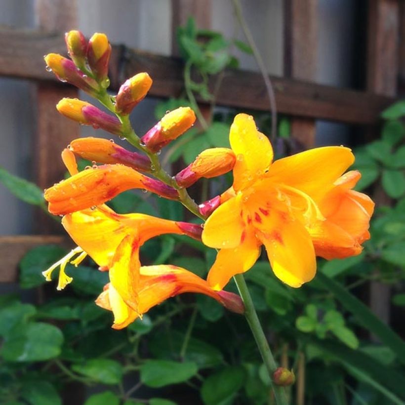 Montbretie Colombus - Crocosmia (Flowering)