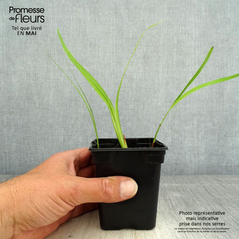 Exemplar von Montbretie George Davison - Crocosmia Kleine Töpfe von 7/8 cm wie im Frühjahr geliefert