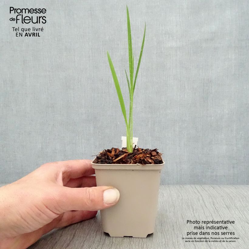 Example of Montbretie Hellfire - Crocosmia Kleine Töpfe von 8/9 cm as you get in printemps