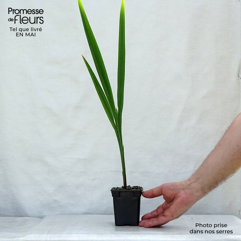 Exemplar von Montbretie Mistral - Crocosmia Kleine Töpfe von 7/8 cm wie im Frühjahr geliefert