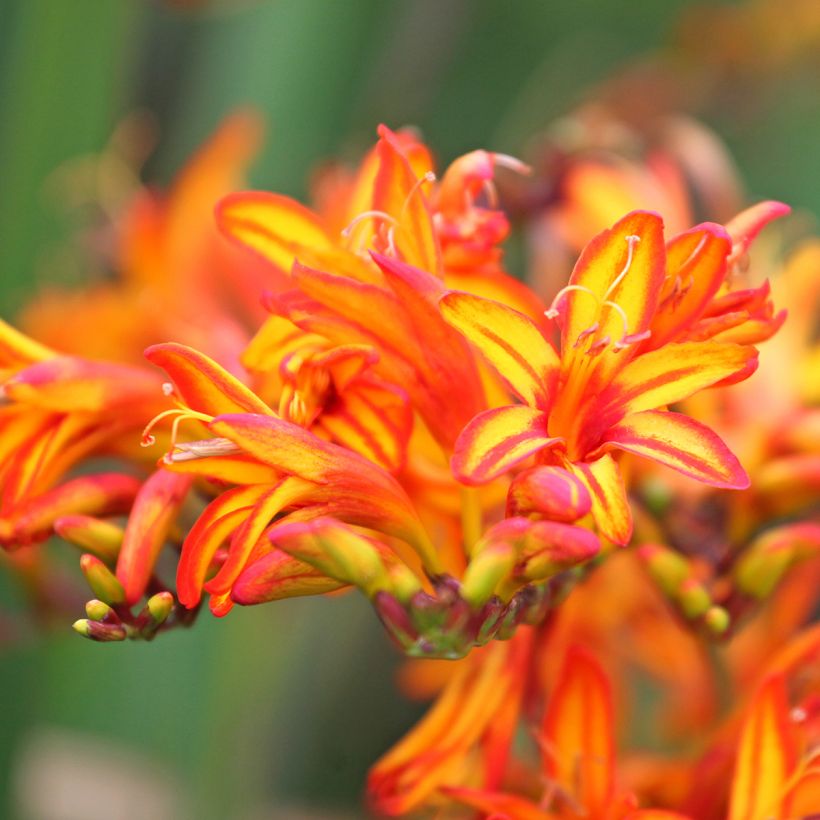 Montbretie Firestarter - Crocosmia (Flowering)