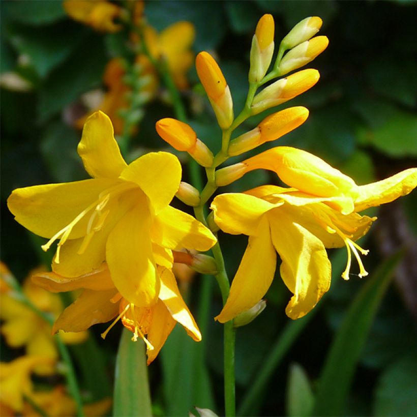 Montbretie Buttercup - Crocosmia (Flowering)