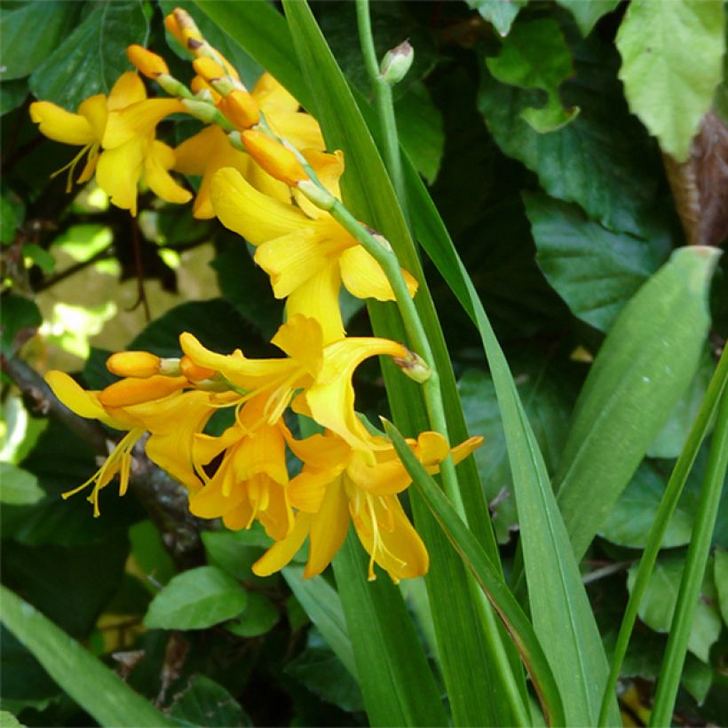 Montbretie Buttercup - Crocosmia (Plant habit)