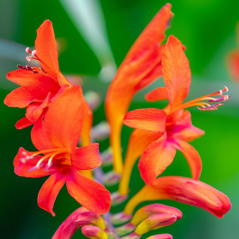 Montbretie Lucifer - Crocosmia (Flowering)