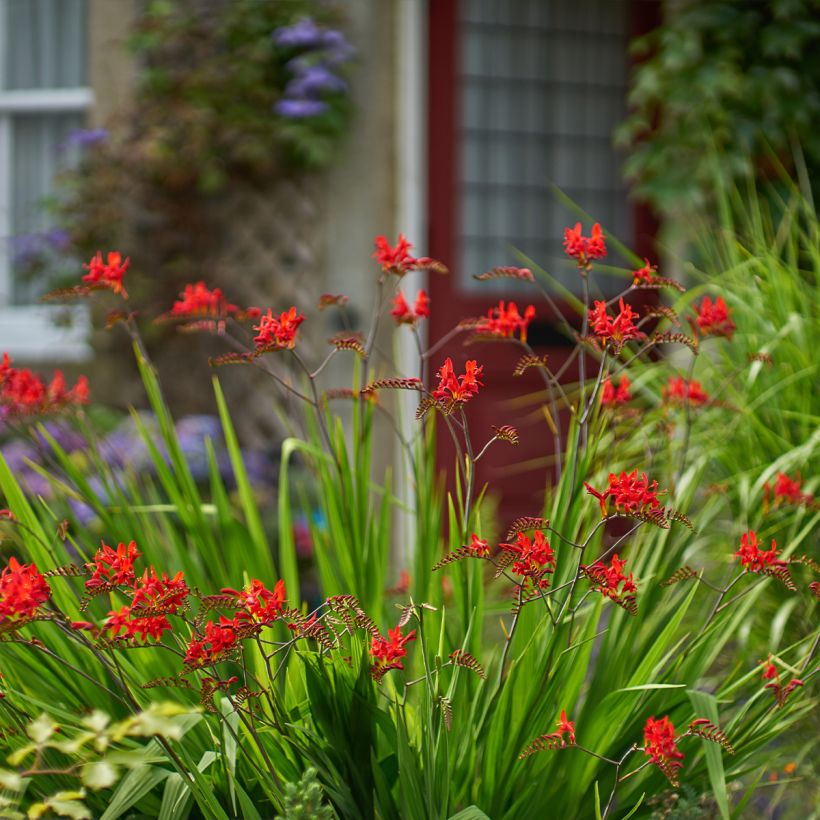 Montbretie Lucifer - Crocosmia (Plant habit)