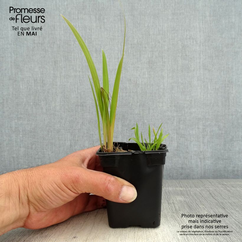 Example of Montbretie Emily McKenzie - Crocosmia Kleine Töpfe von 7/8 cm as you get in printemps