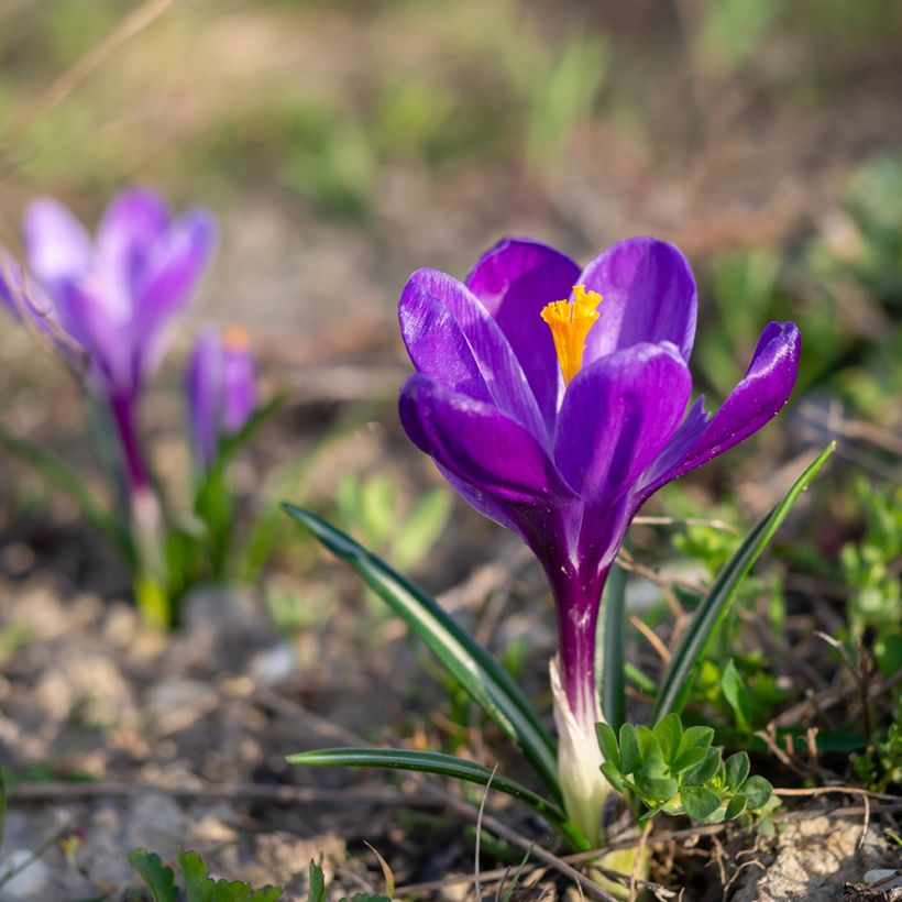 Großblütiger Krokus Flower Record - Crocus (Wuchs)