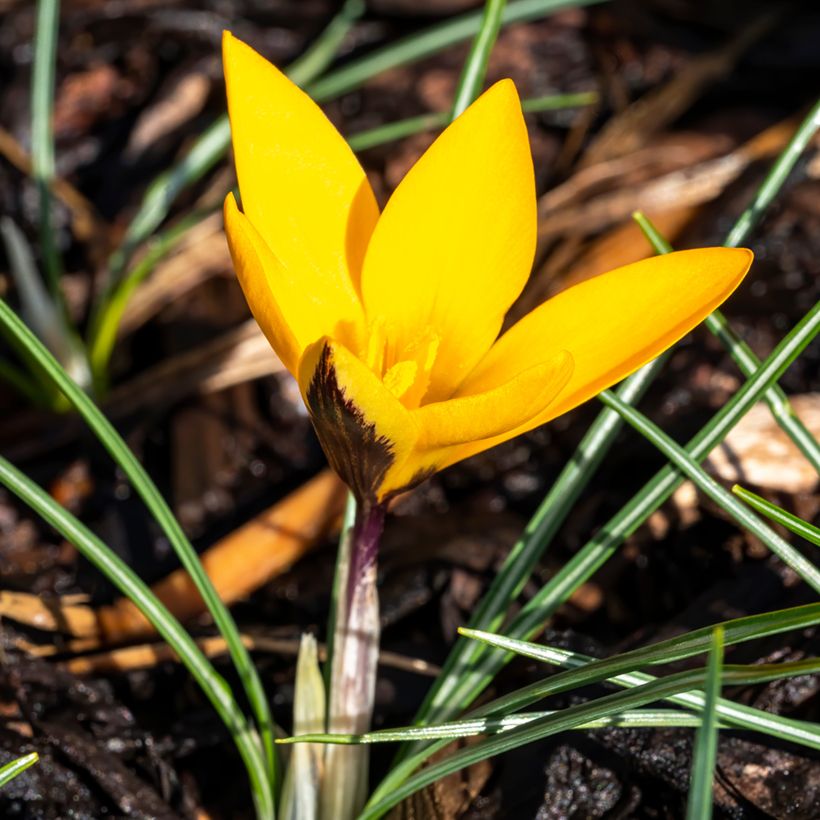 Krokus Golden Bunch - Crocus ancyrensis (Wuchs)