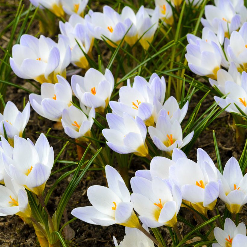 Krokus Blue Pearl - Crocus chrysanthus (Wuchs)