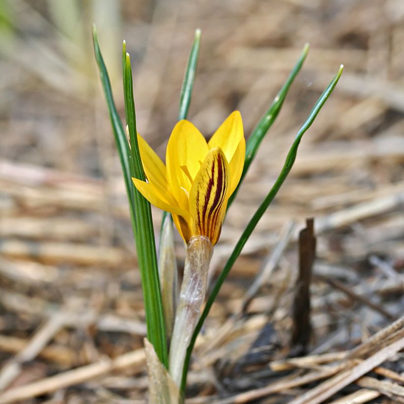 Krokus Fuscotinctus - Crocus chrysanthus (Wuchs)