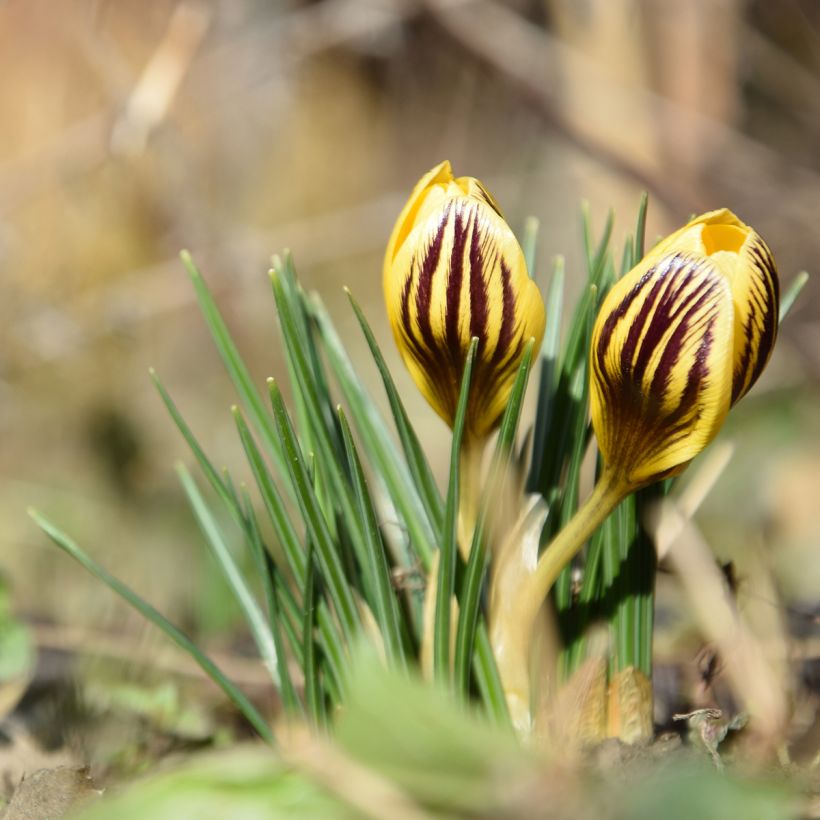 Krokus Gipsy Girl - Crocus chrysanthus (Wuchs)