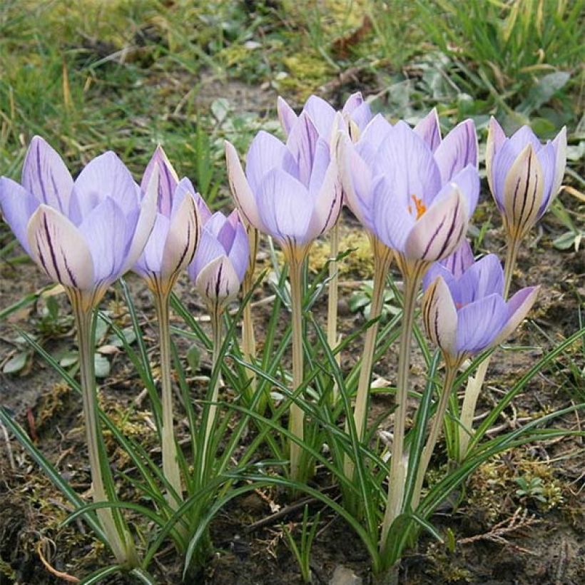 Krokus De Jager - Crocus imperati (Wuchs)