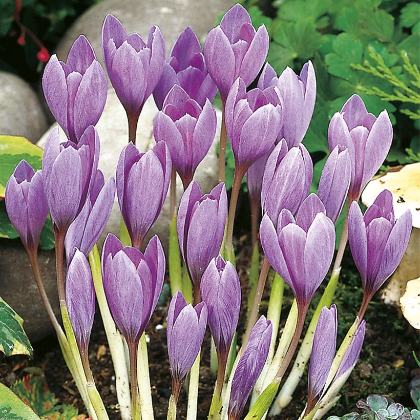 Herbstblühender Krokus - Crocus ligusticus (Plant habit)