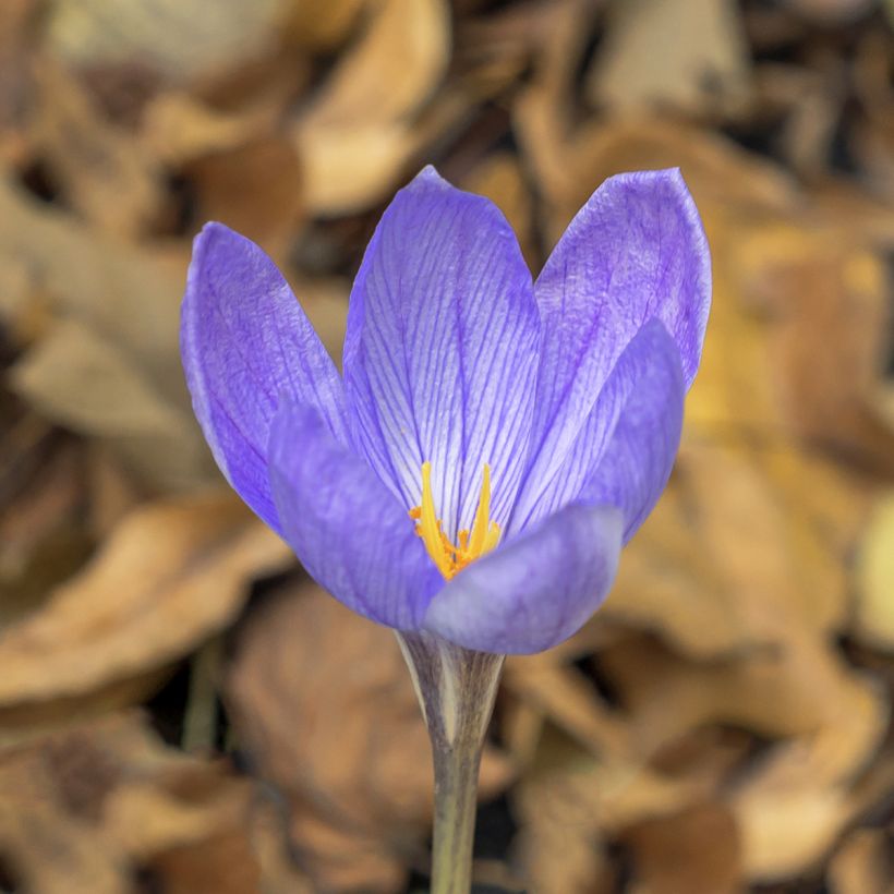 Herbstblühender Krokus - Crocus ligusticus (Flowering)