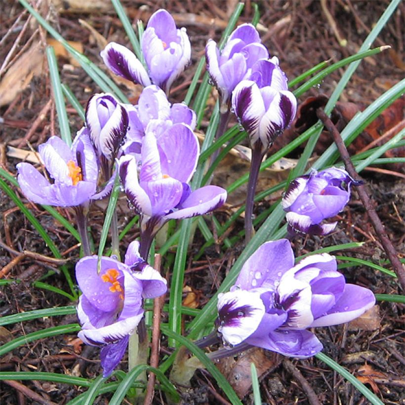 Kleiner Krokus - Crocus minimus (Wuchs)