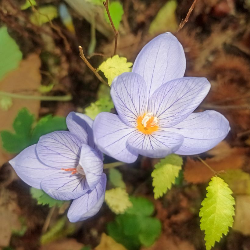 Rosen-Herbst-Krokus - Crocus pulchellus (Flowering)