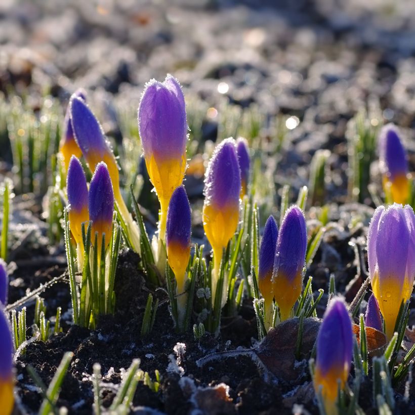 Sieber-Krokus Firefly - Crocus sieberi (Wuchs)