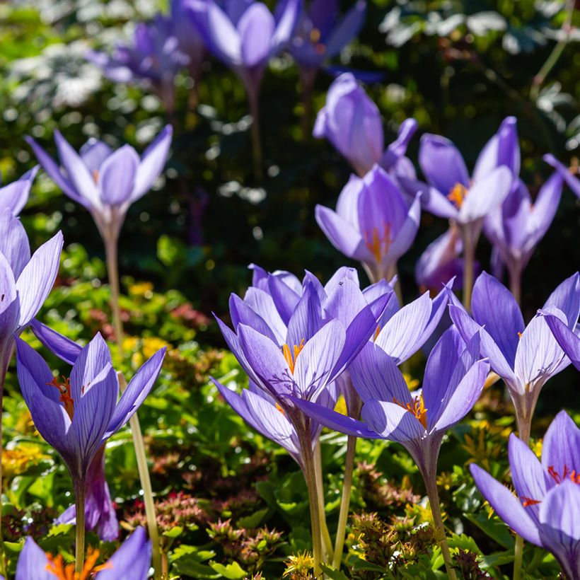 Pracht-Herbst-Krokus Artabir - Crocus speciosus (Wuchs)