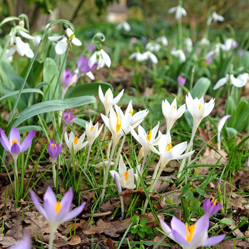 Elfen-Krokus Albus - Crocus tommasinianus (Wuchs)