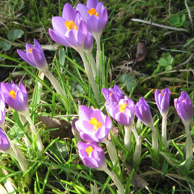 Elfen-Krokus Barr's Purple - Crocus tommasinianus (Flowering)