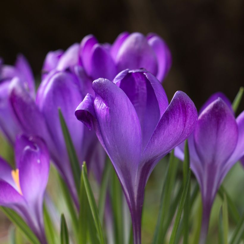 Elfen-Krokus Blue Ocean - Crocus tommasinianus (Flowering)