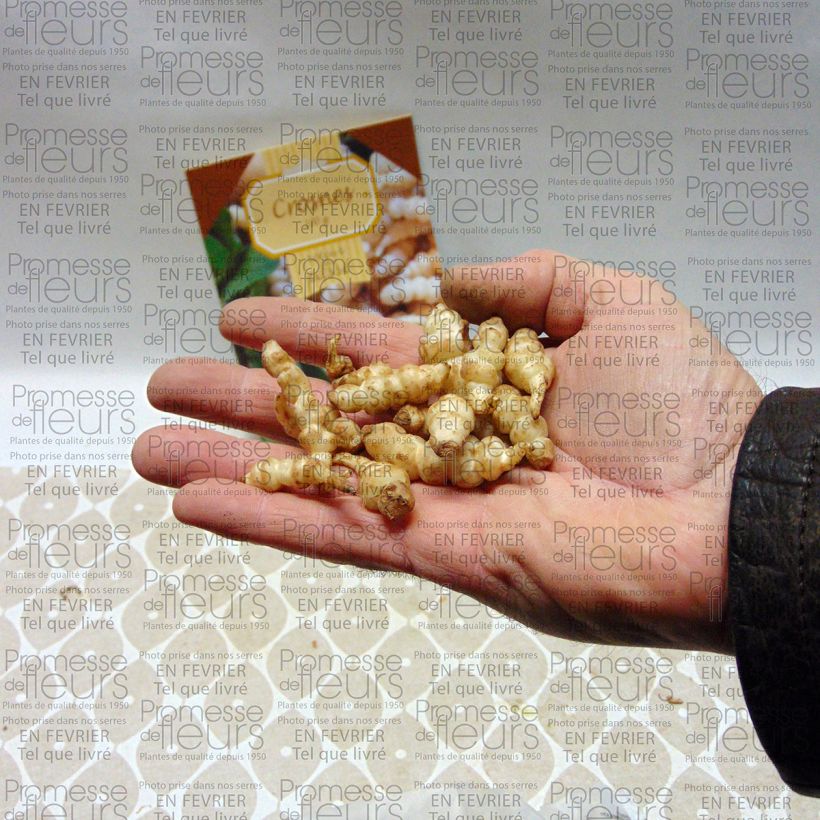 Beispiel eines Exemplars von Knollen-Ziest - Stachys affinis Box wie geliefert