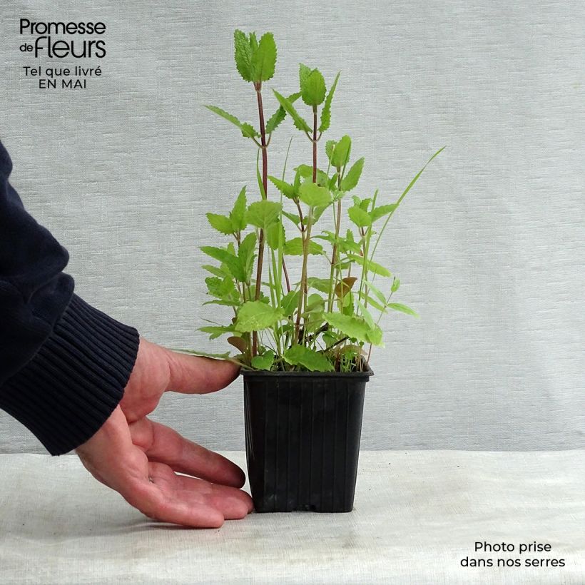 Exemplar von Knollen-Ziest Bio - Stachys affinis Kleine Töpfe von 8/9 cm wie im Frühjahr geliefert