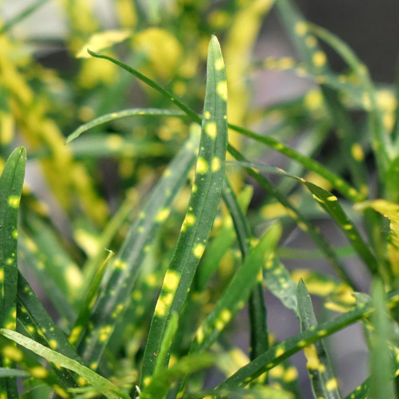 Kroton Pictum -  Wunderstrauch (Foliage)