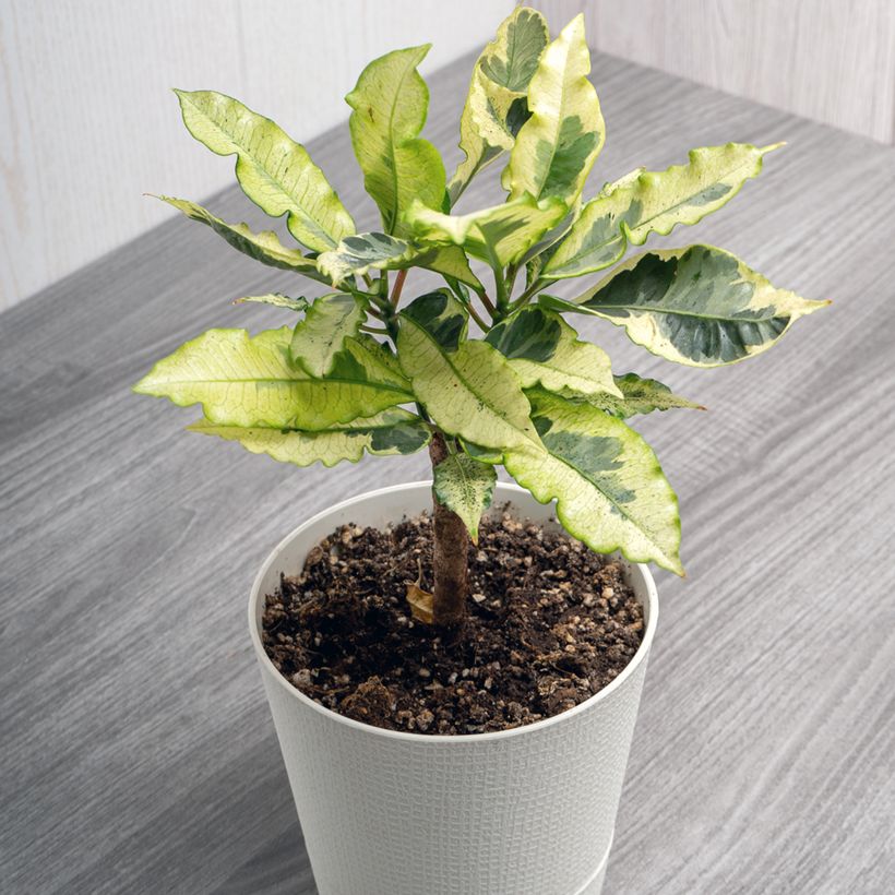 Kroton Tamara -  Wunderstrauch (Wuchs)