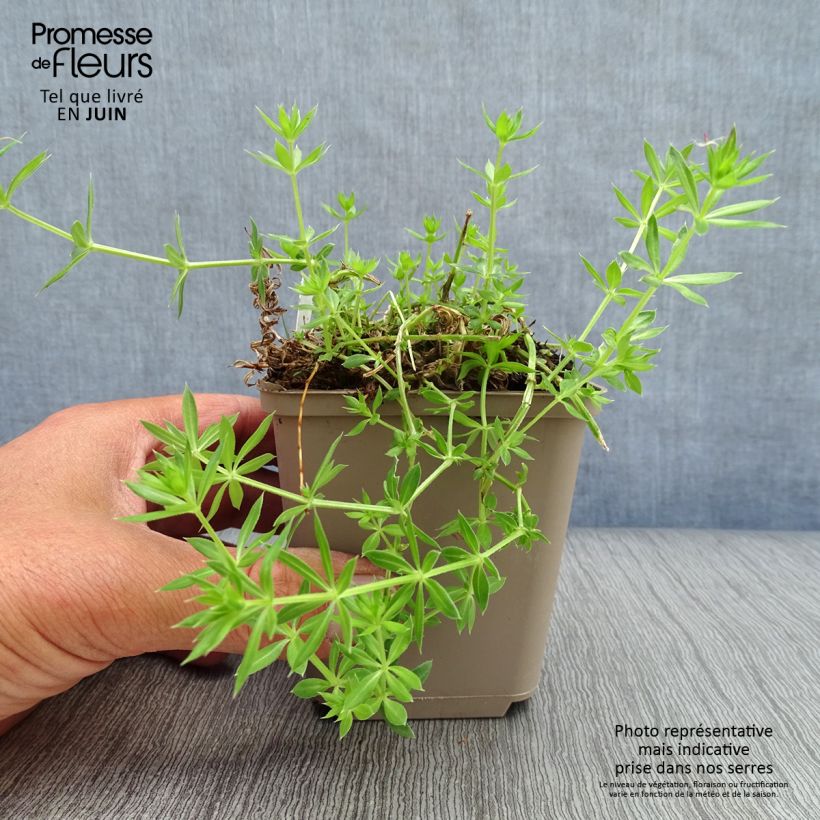 Exemplar von Phuopsis stylosa - Rosenwaldmeister Kleine Töpfe von 8/9 cm wie im Sommer geliefert