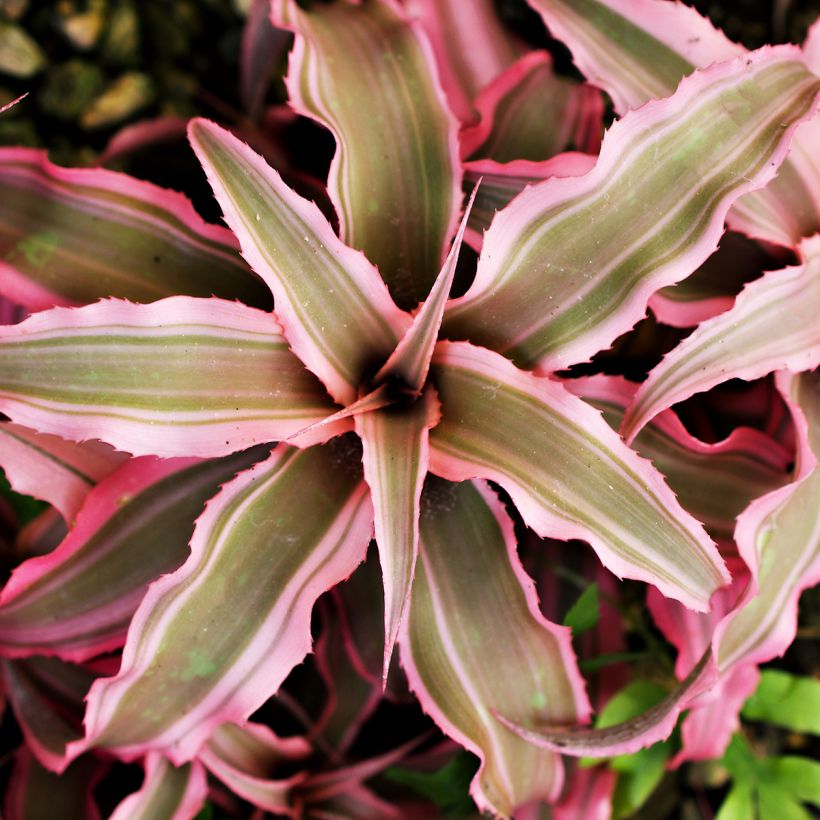 Cryptanthus Pink Star - Erdbromelie (Foliage)