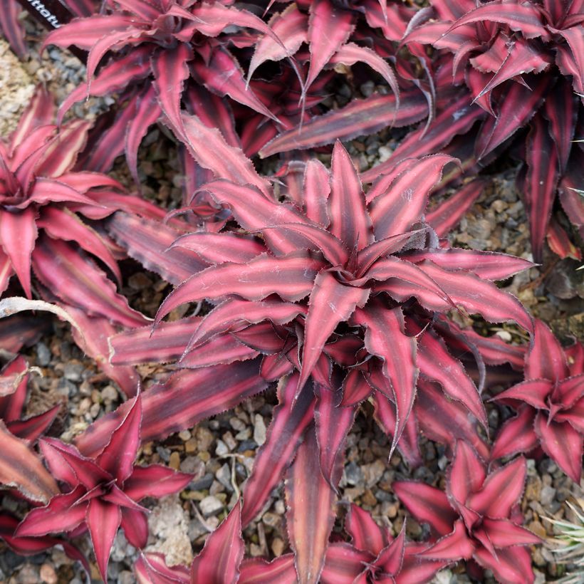 Cryptanthus Super Pink - Erdbromelie (Wuchs)